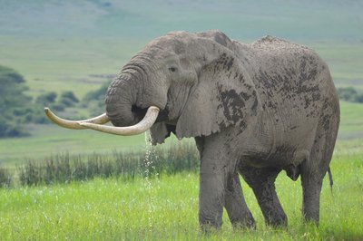 Elefantenbulle v.JPG