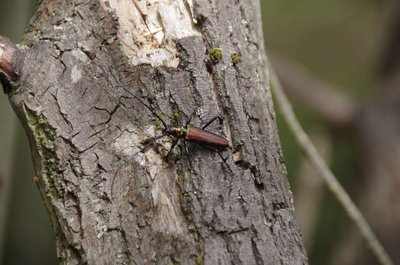 20200727_124922_F60_Holzkaefer_006.JPG