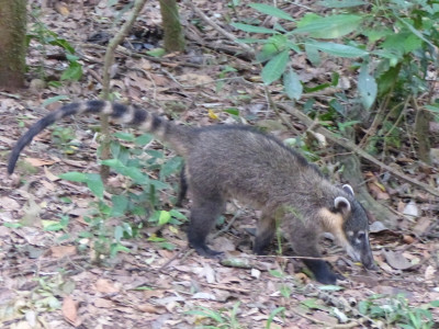 Nasenbär