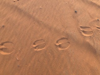 D5825BAA-1A22-4C21-B1BA-FD6C89BDC1B0.jpeg