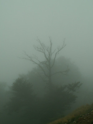 PICT6259.JPG
