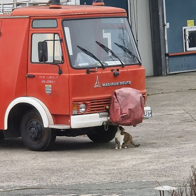 Katze neben Bergeöse