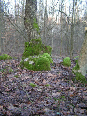 2 (24).JPG