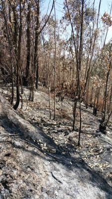 Nachher. Waldpflege, bei Wind und Trockenheit ein Bodenfeuer entfachen