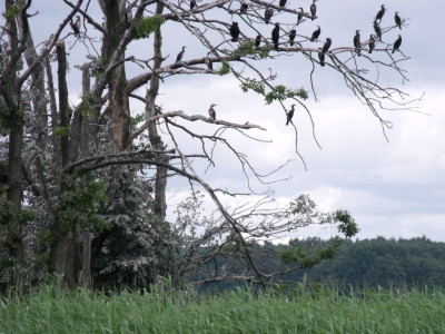 DSCF4511.JPG