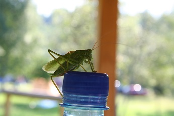 IMG_8781-1.jpg