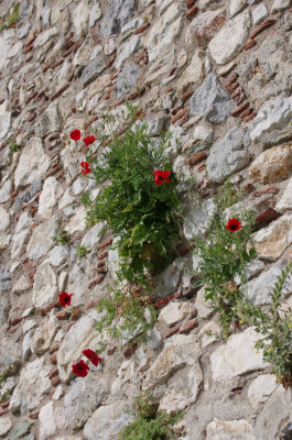 20250506_084409_Platamon_Castle_012.JPG