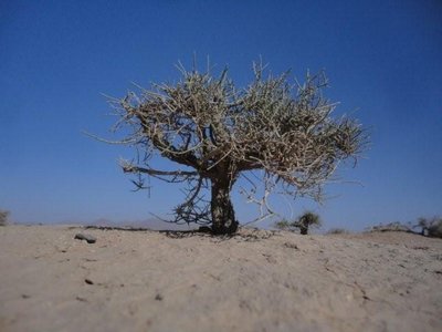 Wie gross Ist dieser Baum? Wer's weiss bekommt die GPS daten der Quelle!