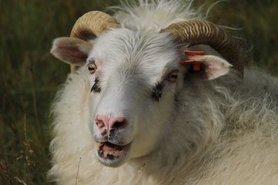 Für viele der Schäfchen ist nun die Hochlandzeit für immer vorbei