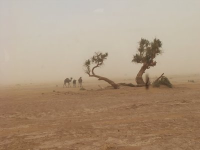 Marokko 2013 441.jpg