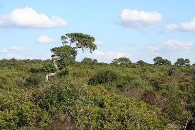 Sardinien-Giara3.jpg