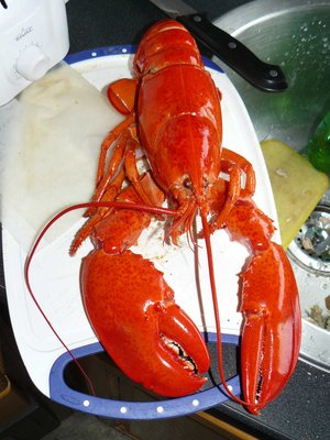 Lobster.jpg