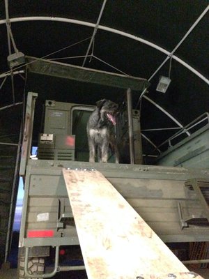 Ein Riesenschnauzer will KAT fahren