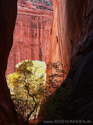Long Canyon, Burr Trail