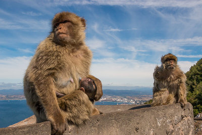 2014 mantoco Weltreise Spanien Gibraltar Affenfelsen Berberaffen.jpg