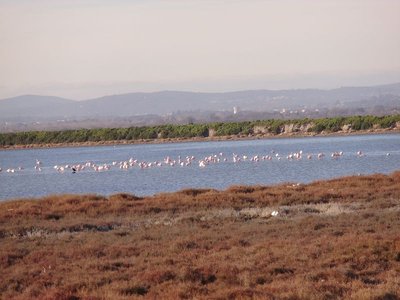 Flamingos bei Port Camargue.JPG