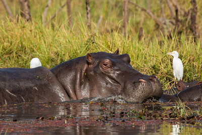 2015 mantoco Weltreise Burkina Faso Bobo Dioulasso Mare aux Hippopotamus Nilpferd .jpg