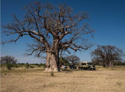 02 Baobab-Land.jpg