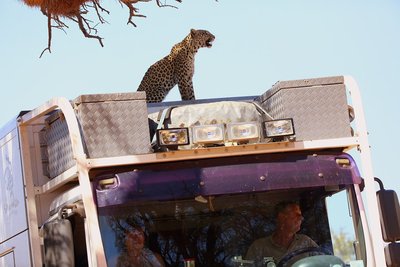 Leopard_4W6A3703.JPG