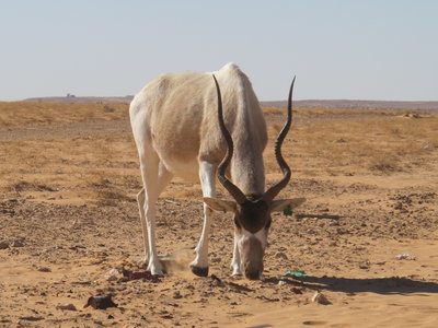 Addax Antilope im Nationalpark Jebil. Die Leute dort betreuen ein recht sehenswertes Museum und die 150 Antilopen im Park und freuen sich über jeden Besuch.