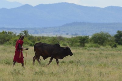 Massai mit Bulle.JPG