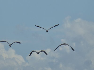 P1010765.25%.jpg