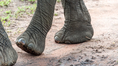 20171106-DSC_7549-Elefant-eleganter Gang.jpg