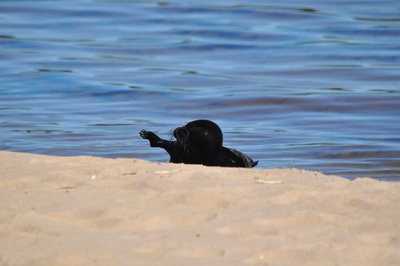DSC_0445.JPG
