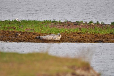 DSC_1278.JPG