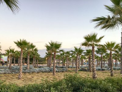 IMG_5950.jpg