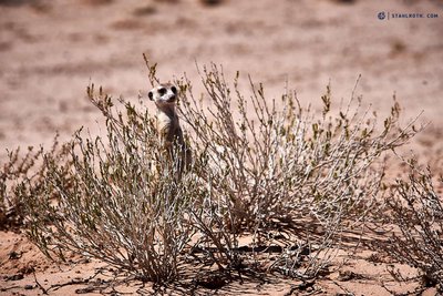 20190412_Suricate in Kalahari_Botswana_DSC09572.jpg