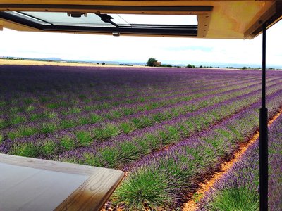 Lavendel-Panorama2.jpg