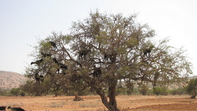 IMG_0706.JPG