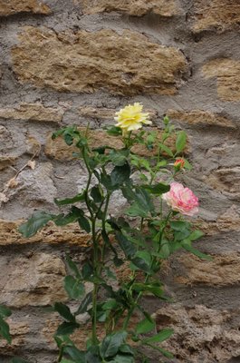 20200815_174928_Mainbernheim_065.JPG