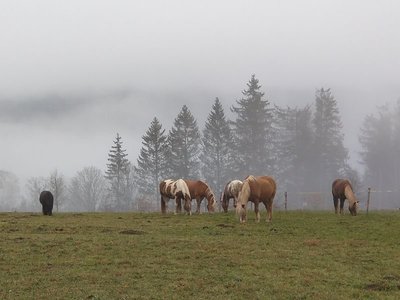 13203 Bayrischer Wald.jpg (71.57 KiB) 8280 mal betrachtet 13203 Bayrischer Wald.jpg