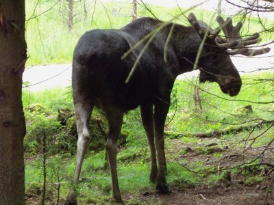 Elchsafari...Schweden