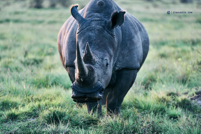 21-03-12_Khama Rhino Sanctuary_Nashorn_Botswana__HST2499.jpg