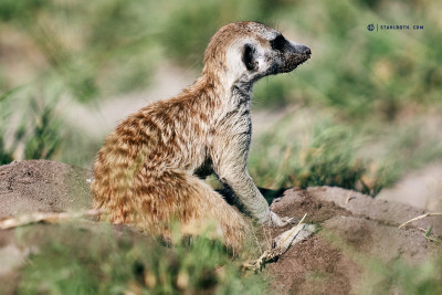 21-03-16_Makgadikgadi Pan_Erdmännchen_Botswana__NHE5426 1.jpg