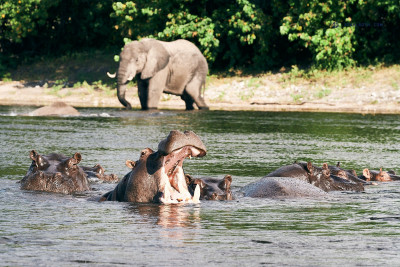 21-03-22_Chobe National Park_Hippo_Botswana__NHE5533 1.jpg