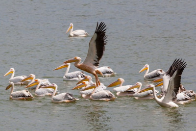 Naturparadies Lake Kerkini