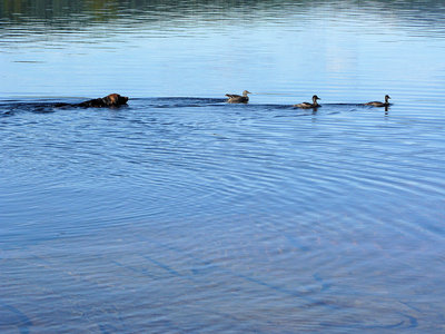 4 Enten...