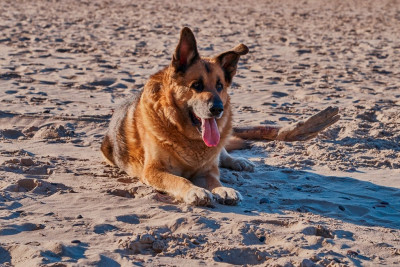 Am 8. Mai, nach 13 Jahren gemeinsamer Weltreise, gingen wir in den Hundehimmel, um uns von Albi zu verabschieden ...