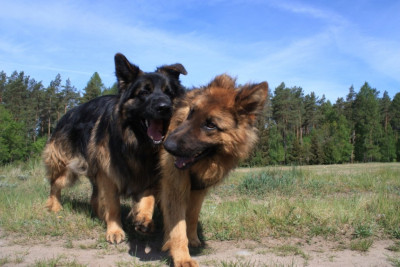 Jetzt ist &quot;Baw&quot; bei uns. Um die Lücke nach Albi für uns und für „Gon“ zu füllen, suchten wir unser Glück in einem Tierheim für heimatlose Tiere in Kołobrzeg. Er ist ein Peer von &quot;Gon&quot;, hatte aber ein hartes Leben. Das erste Jahr verbrachte er eingesperrt in einem Schuppen. Dann ein paar Monate im Tierheim.<br /><br />Jetzt ist er glücklich, liebt das Autofahren und wartet nur noch auf seine nächste Reise. Jetzt &quot;Gon&quot; von &quot;Baw&quot;<br />Sie spielen von morgens bis abends mit den Hunden.<br /><br />Wir sind alle glücklich.<br /><br />Leider sind noch 150 Hunde im Tierheim