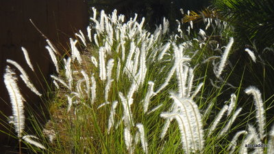DSC01325.JPG
