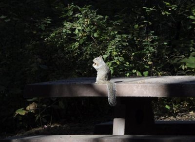 squirrel.jpg