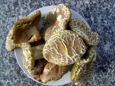 pilz1 [1024x768].jpg