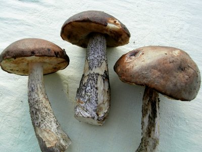 pilz [1024x768].jpg