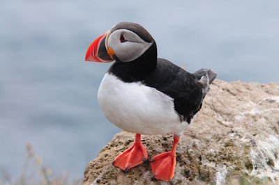 Papageientaucher