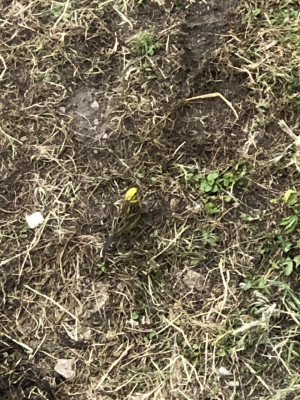 IMG_7492.jpeg
