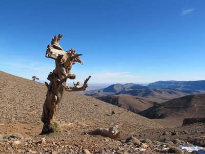 Hohe Baumgrenze auf 2.700m im Hohen Atlas vor Midelt.